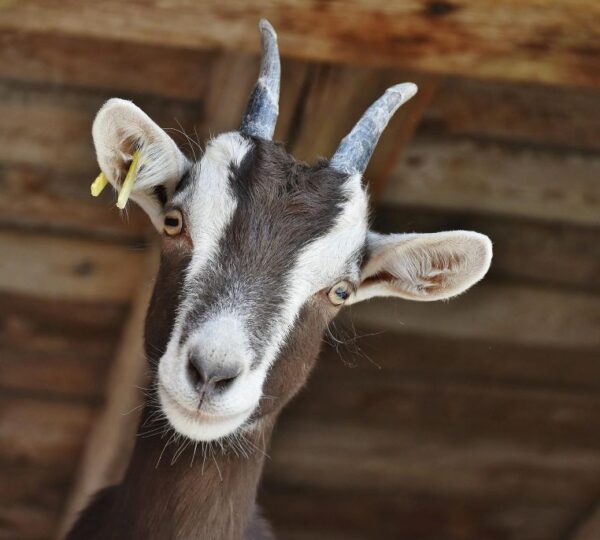 Karamanos Photography