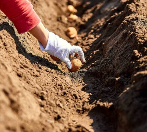 Karamanos Photography