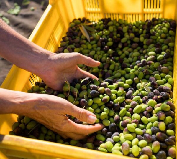 Karamanos Photography