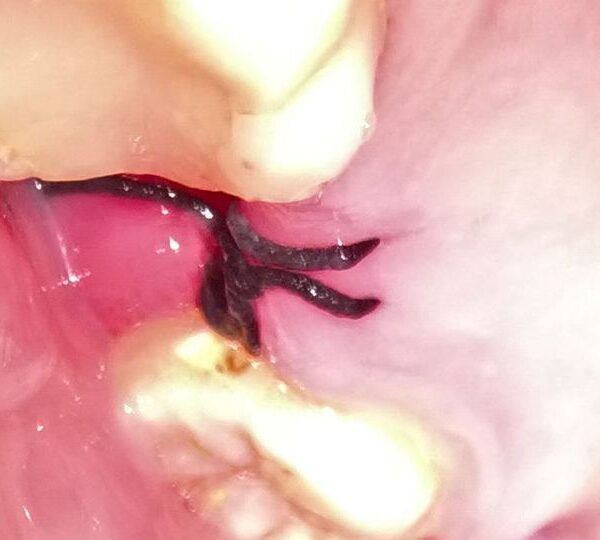 Karamanos Photography